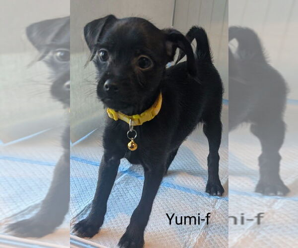 Medium Photo #1 Dameranian Puppy For Sale in San Bernardino, CA, USA