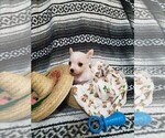 Small Photo #3 Chihuahua Puppy For Sale in MANKATO, MN, USA