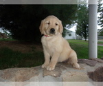 Small Photo #8 Golden Retriever Puppy For Sale in SUGARCREEK, OH, USA