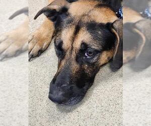 German Shepherd Dog-Unknown Mix Dogs for adoption in Newton, NC, USA