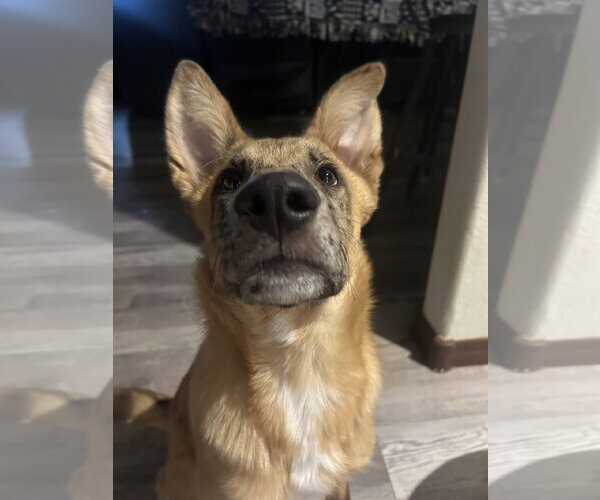 Medium Photo #3 Australian Shepherd-German Shepherd Dog Mix Puppy For Sale in Chandler, AZ, USA