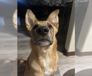 PEANUT - Male Australian Shepherd-German Shepherd Dog Mix Dog for Adoption - Photo #3