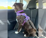 Small Photo #4 Australian Shepherd-Unknown Mix Puppy For Sale in Aurora, CO, USA