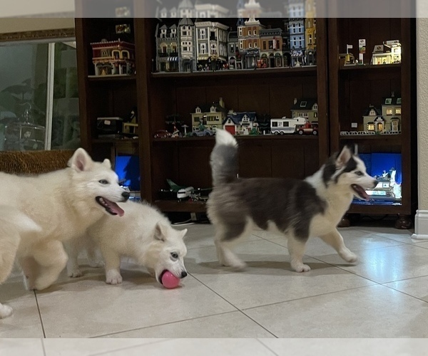 Medium Photo #15 Pomsky-Siberian Husky Mix Puppy For Sale in WINDERMERE, FL, USA