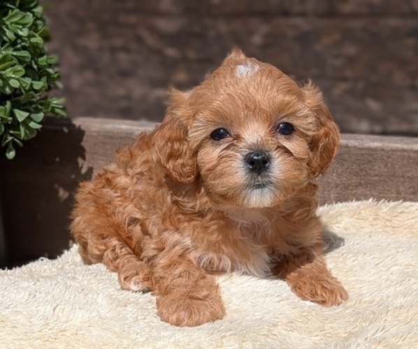 Medium Photo #60 Cavapoo (Miniature) Puppy For Sale in GOSHEN, IN, USA
