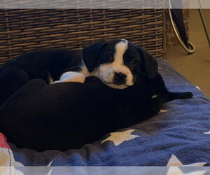 Espresso - Male Labrador Retriever-Unknown Mix Dog for Adoption - Photo #2
