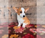 Small #4 Pembroke Welsh Corgi