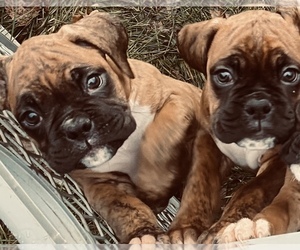 Boxer Puppy for Sale in HASLETT, Michigan USA