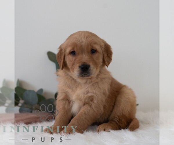 Medium Photo #7 Golden Retriever Puppy For Sale in NEWPORT, PA, USA