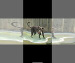Small #4 Mutt
