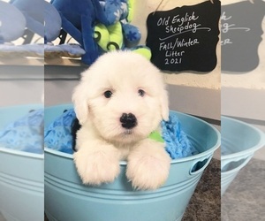 Old English Sheepdog Puppy for sale in FORT MILL, SC, USA