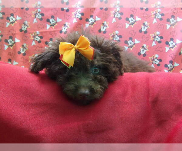 Medium Photo #6 F2 Aussiedoodle Puppy For Sale in PATERSON, NJ, USA