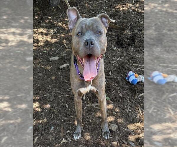 Medium Photo #1 American Pit Bull Terrier Puppy For Sale in Denver, CO, USA
