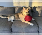 Small #5 Alaskan Malamute-German Shepherd Dog Mix