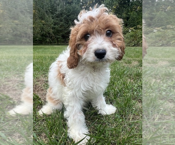Medium Photo #53 Cavapoo-Poodle (Miniature) Mix Puppy For Sale in DURHAM, CT, USA
