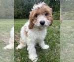 Small #52 Cavapoo-Poodle (Miniature) Mix