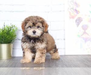 Shih-Poo Puppy for sale in RED LION, PA, USA