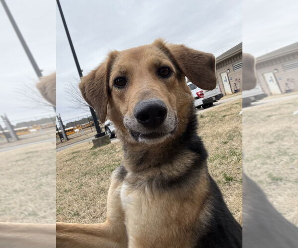 Medium Photo #5 Mutt Puppy For Sale in Glen Allen, VA, USA