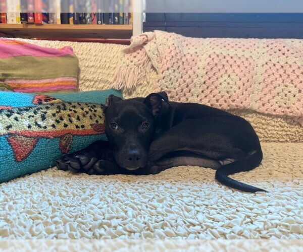 Medium Photo #12 American Pit Bull Terrier-Labrador Retriever Mix Puppy For Sale in Brewster, NY, USA
