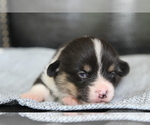 Small #27 Pembroke Welsh Corgi