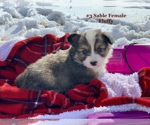 Pembroke Welsh Corgi Puppy for sale in SPRINGDALE, AR, USA