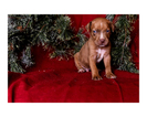 Small Photo #26 Australian Cattle Dog-Catahoula Leopard Dog Mix Puppy For Sale in WELLMAN, IA, USA