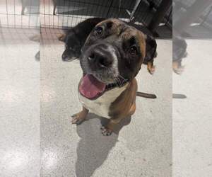 Kobe - Male Boxer-Unknown Mix Dog for Adoption - Photo #49
