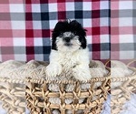 Small Photo #6 Maltipoo Puppy For Sale in GREENWOOD, IN, USA