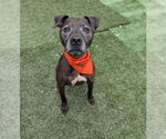 Small Photo #1 American Pit Bull Terrier-Unknown Mix Puppy For Sale in Calhoun, GA, USA