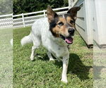 Small #5 Collie Mix