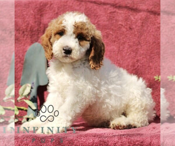 Medium Photo #3 Goldendoodle (Miniature) Puppy For Sale in EPHRATA, PA, USA