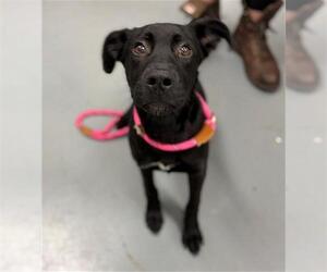 Labrador Retriever-Unknown Mix Dogs for adoption in Peoria, IL, USA
