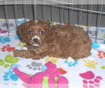 Small Photo #2 Cocker Spaniel-Poodle (Miniature) Mix Puppy For Sale in ORO VALLEY, AZ, USA