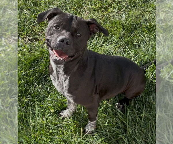 Medium Photo #5 American Pit Bull Terrier-Unknown Mix Puppy For Sale in Sistersville, WV, USA