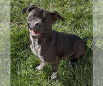 Small #4 American Pit Bull Terrier Mix