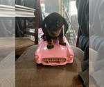 Puppy Cece Dachshund