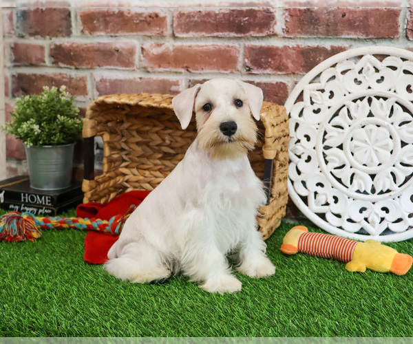 Medium Photo #6 Schnauzer (Miniature) Puppy For Sale in SYRACUSE, IN, USA