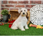 Small #5 Schnauzer (Miniature)