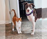 Small #1 American Staffordshire Terrier-Collie Mix