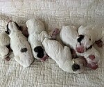 Small Photo #14 Great Pyrenees Puppy For Sale in MOUNT AIRY, NC, USA