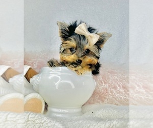 Yorkshire Terrier Puppy for sale in MIAMI, FL, USA