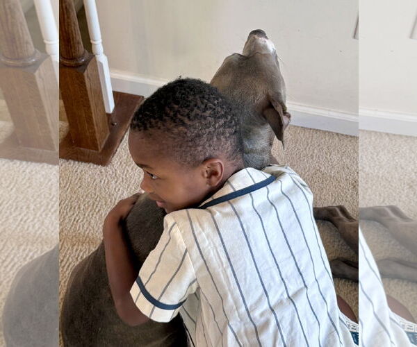 Medium Photo #24 Mutt Puppy For Sale in Mount Laurel, NJ, USA