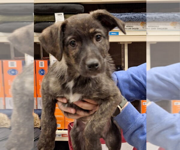 Medium Photo #1 Labrador Retriever-Unknown Mix Puppy For Sale in House Springs, MO, USA