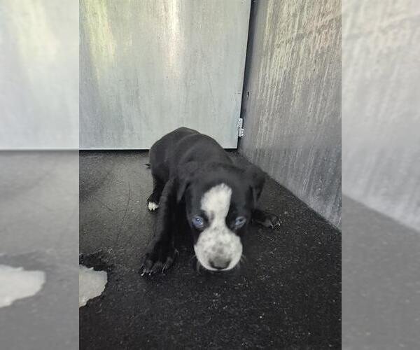 Medium Photo #1 American Staffordshire Terrier-Unknown Mix Puppy For Sale in San Antonio, TX, USA