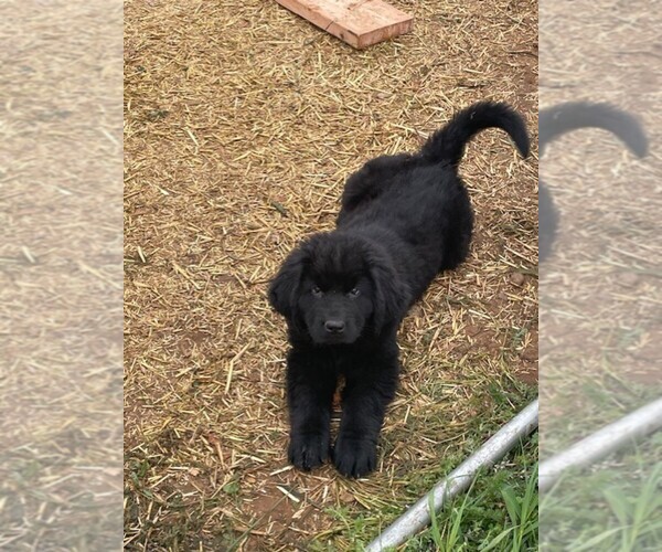 Medium Photo #3 Newfoundland Puppy For Sale in ALBUQUERQUE, NM, USA