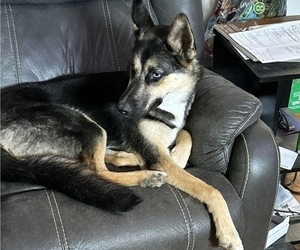 Father of the German Shepherd Dog puppies born on 05/12/2025