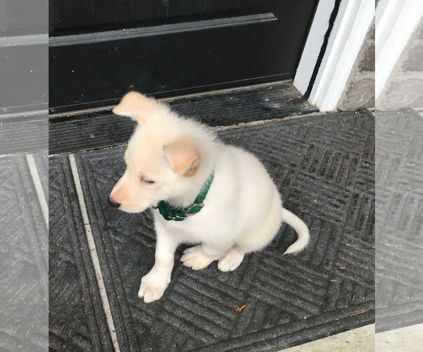 Medium Photo #11 German Shepherd Dog-Unknown Mix Puppy For Sale in Seattle, WA, USA