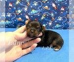 Small Yorkshire Terrier