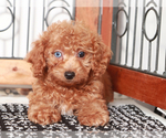 Small #3 Poodle (Toy)