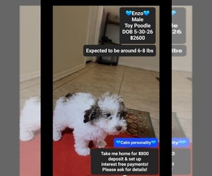 Poodle (Toy) Puppy for sale in TUCSON, AZ, USA